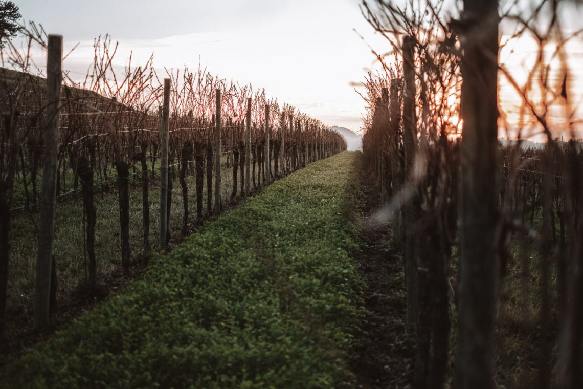 Refosco dal Peduncolo Rosso 2016 - Monviert