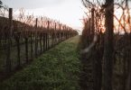 Refosco dal Peduncolo Rosso 2016 - Monviert