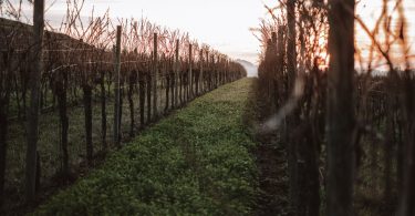 Refosco dal Peduncolo Rosso 2016 - Monviert