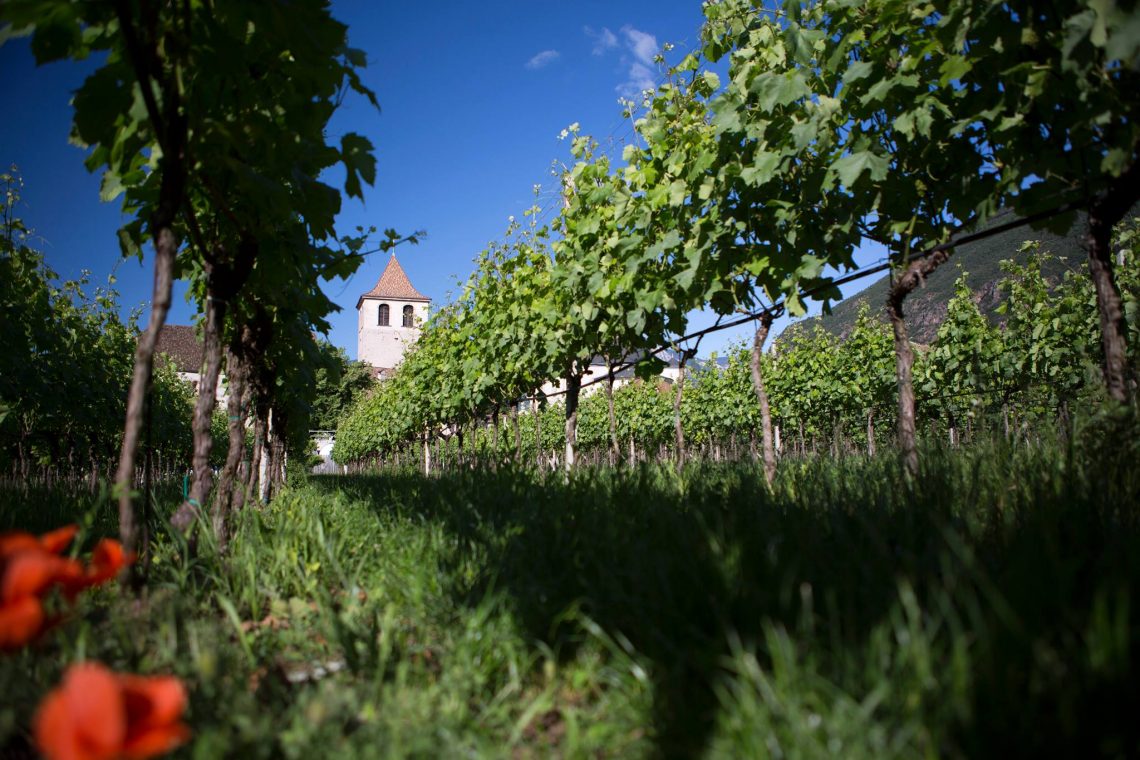 Pinot Bianco 2019 - Muri Gries