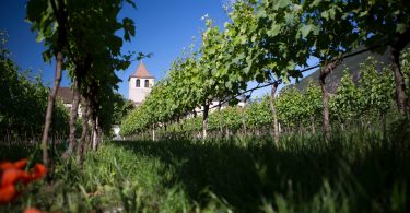 Pinot Bianco 2019 - Muri Gries