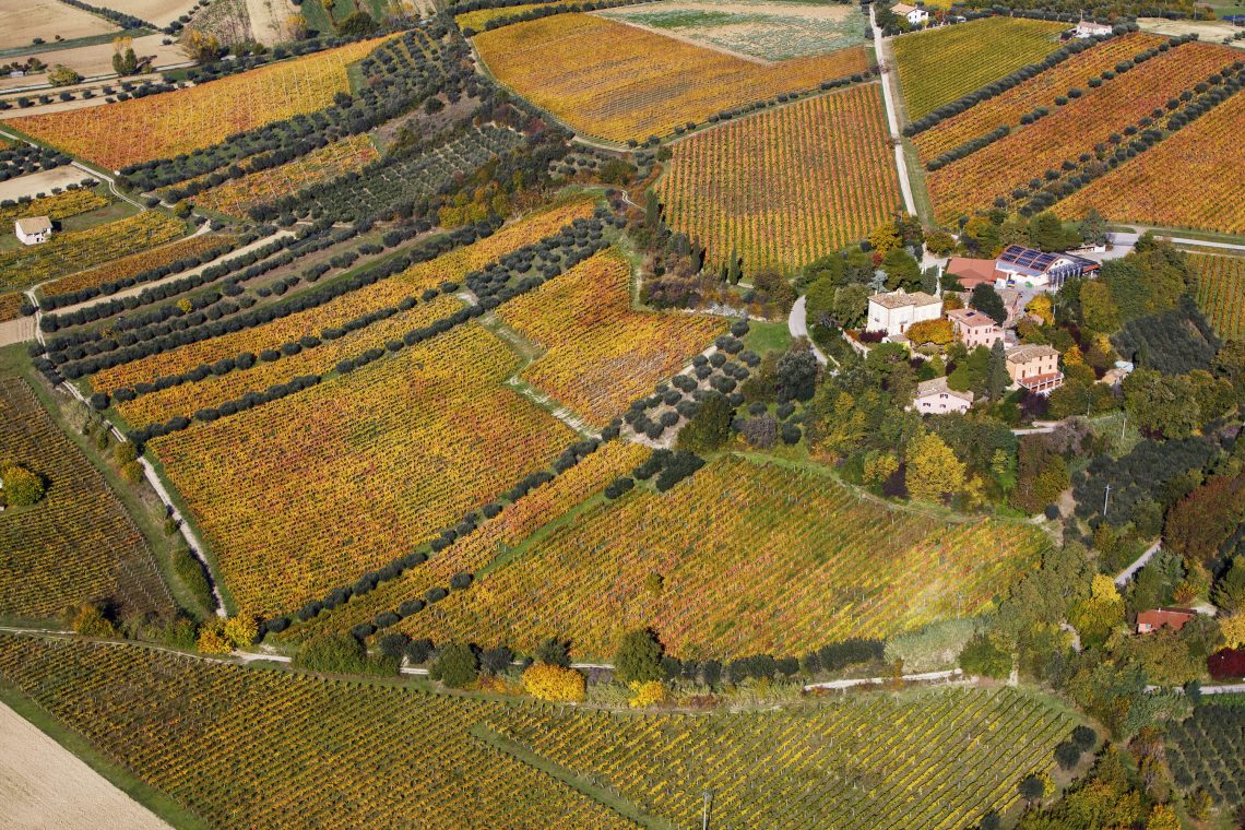 Pecorino Controguerra Casanova 2019 - Barone Cornacchia