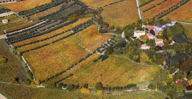Pecorino Controguerra Casanova 2019 - Barone Cornacchia
