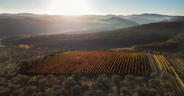 La Stipula Bianca 2017 - Cantine del Notaio