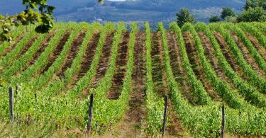 Montebello 2016 - Badia a Coltibuono