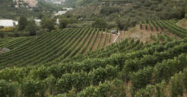 Guida (Di)Vino - © Laura Aschero - Liguria