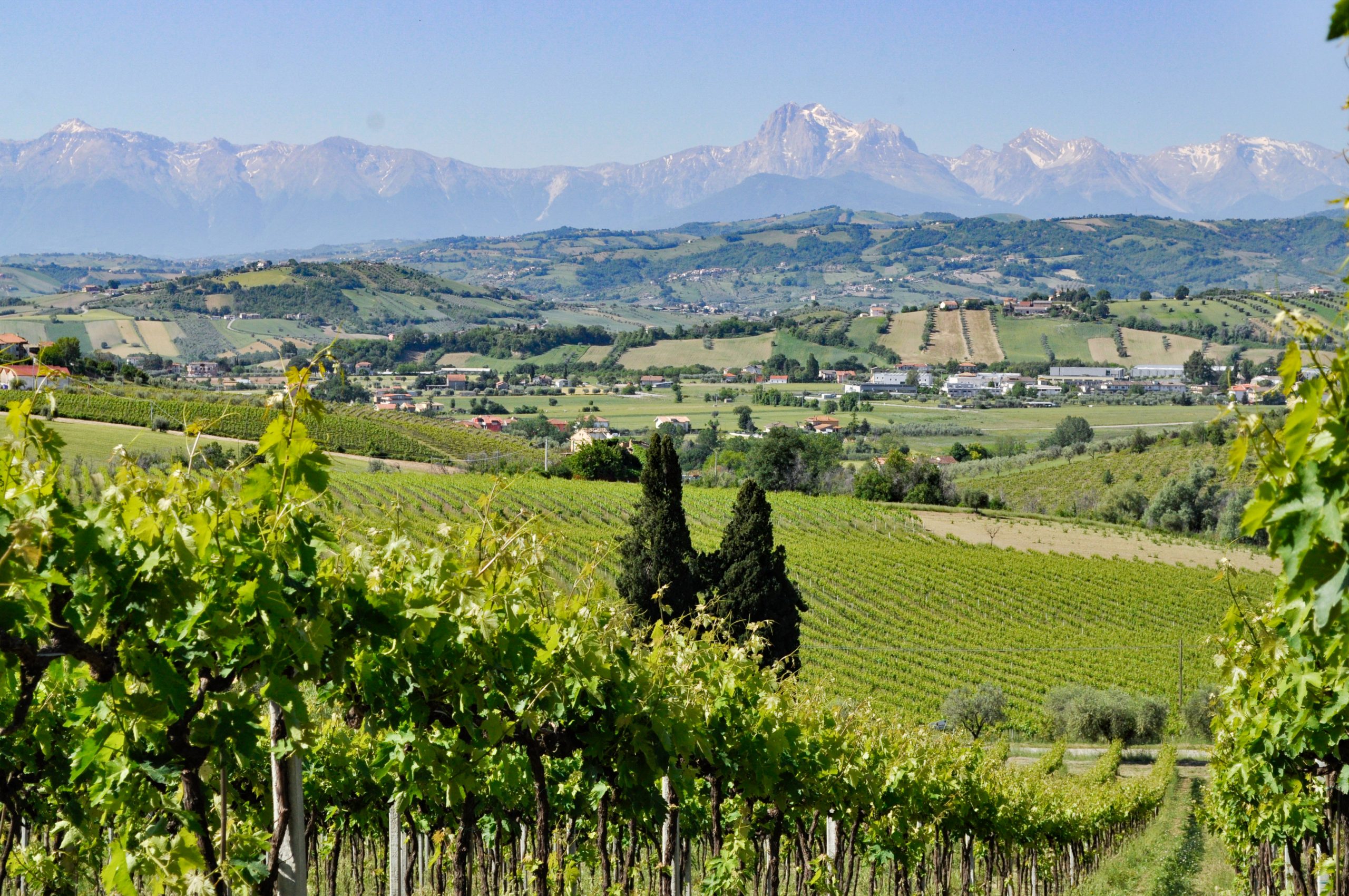 Montepulciano D'Abruzzo Colline Teramane Vizzarro 2016 - Barone Cornacchia