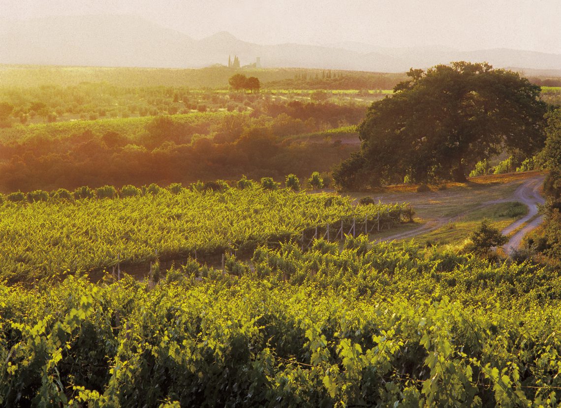 Brunello di Montalcino 2016 - Col D'Orcia