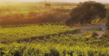 Brunello di Montalcino 2016 - Col D'Orcia