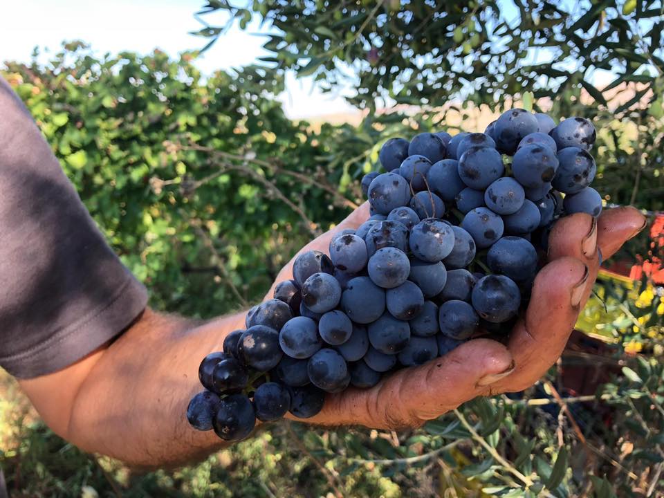 Il Sigillo 2013 - Cantine del Notaio