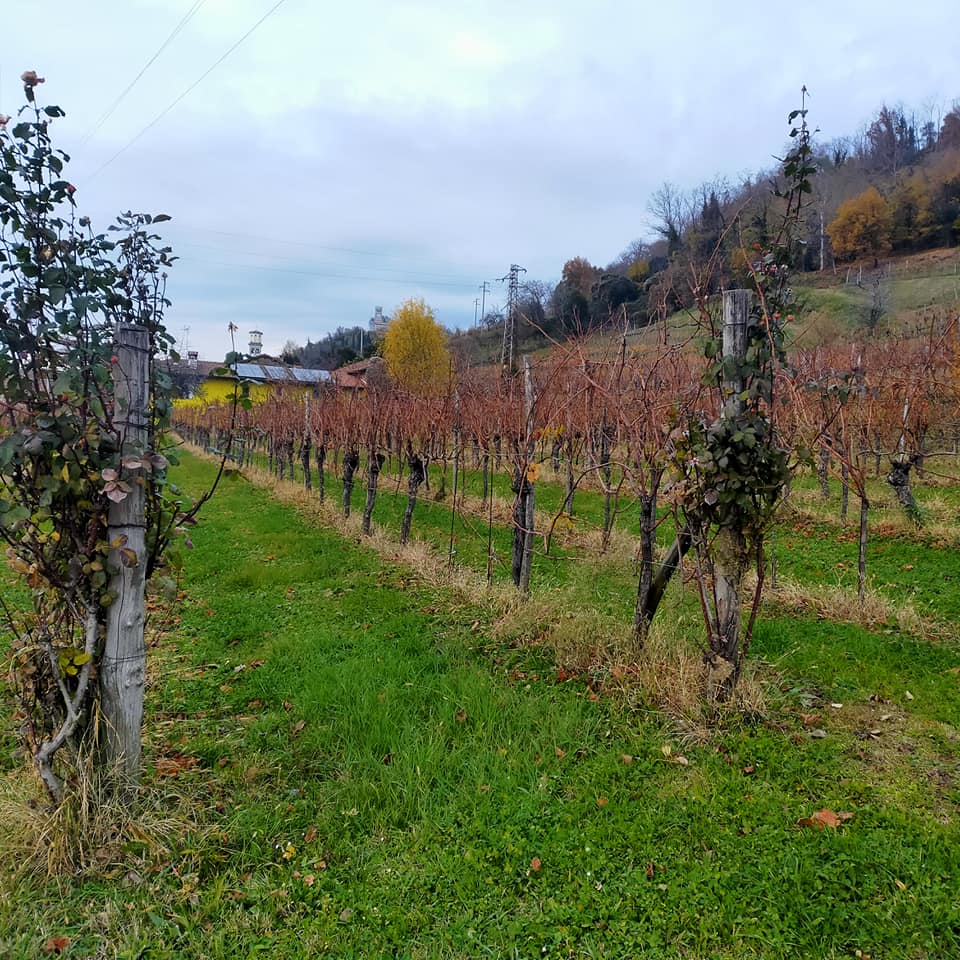 Cabernet Franc 2017 - Vosca