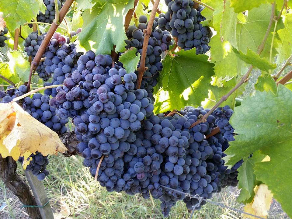 Vigna Lapillo 2018 - Sorrentino