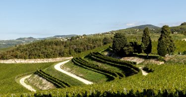 Marne 180 Amarone della Valpolicella 2016 - Tedeschi