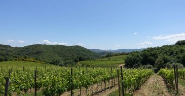 Rosso di Montalcino 2018 - Casisano