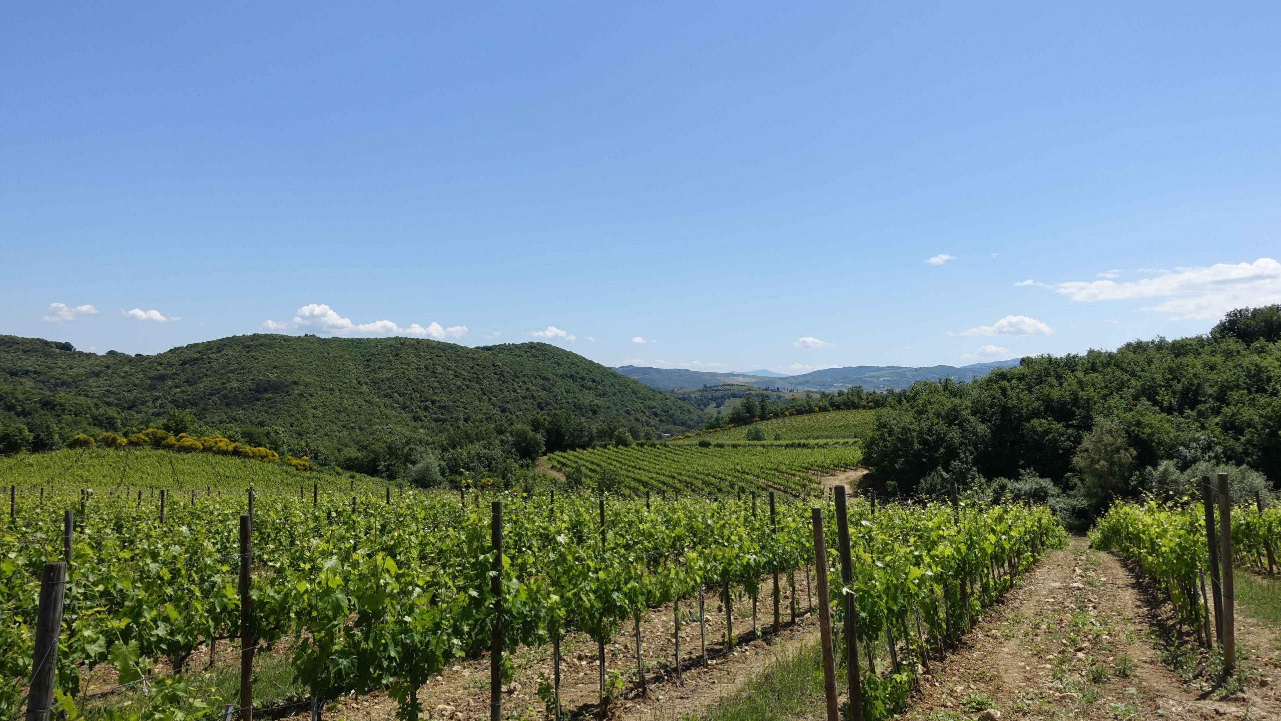 Rosso di Montalcino 2018 - Casisano