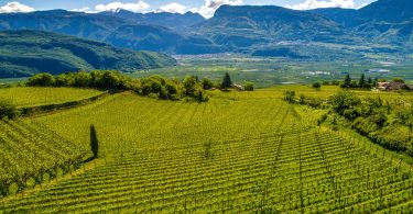 Nussbaumer Gewürztraminer 2019 - Cantina Tramin