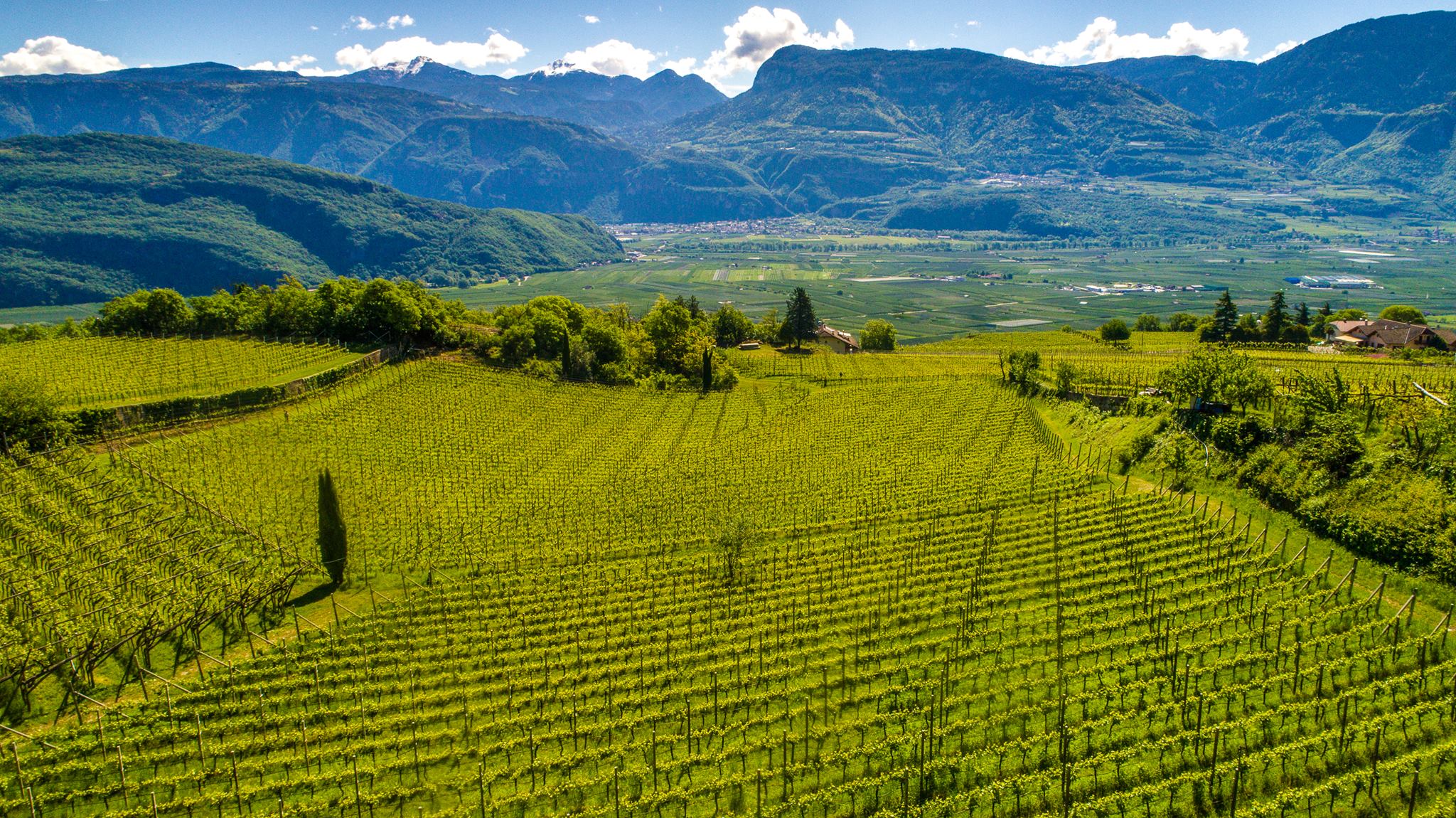 Nussbaumer Gewürztraminer 2019 - Cantina Tramin