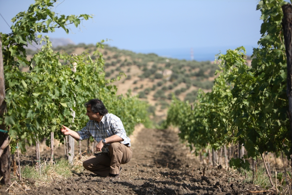 Giulio Cesare 2013 - Cambria