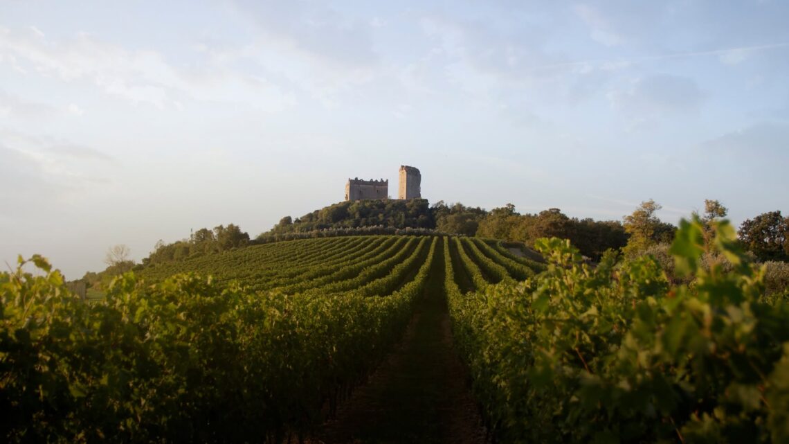 © Ph. CANTINA SABAINI - VENETO - ITALY