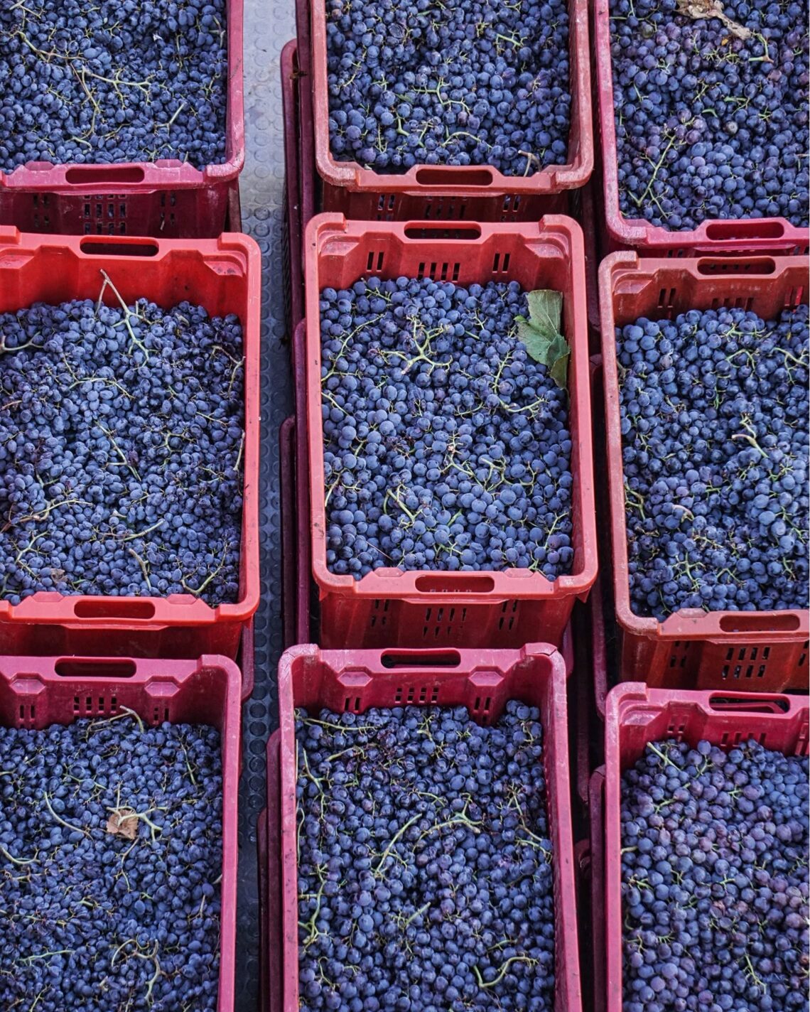 © Ph. LENZO WINERY - SICILY - ITALY