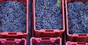 © Ph. LENZO WINERY - SICILY - ITALY