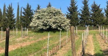 Poggio alla Pietra 2015 - Fattoria Uccelliera