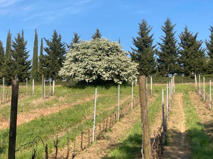 Poggio alla Pietra 2015 - Fattoria Uccelliera