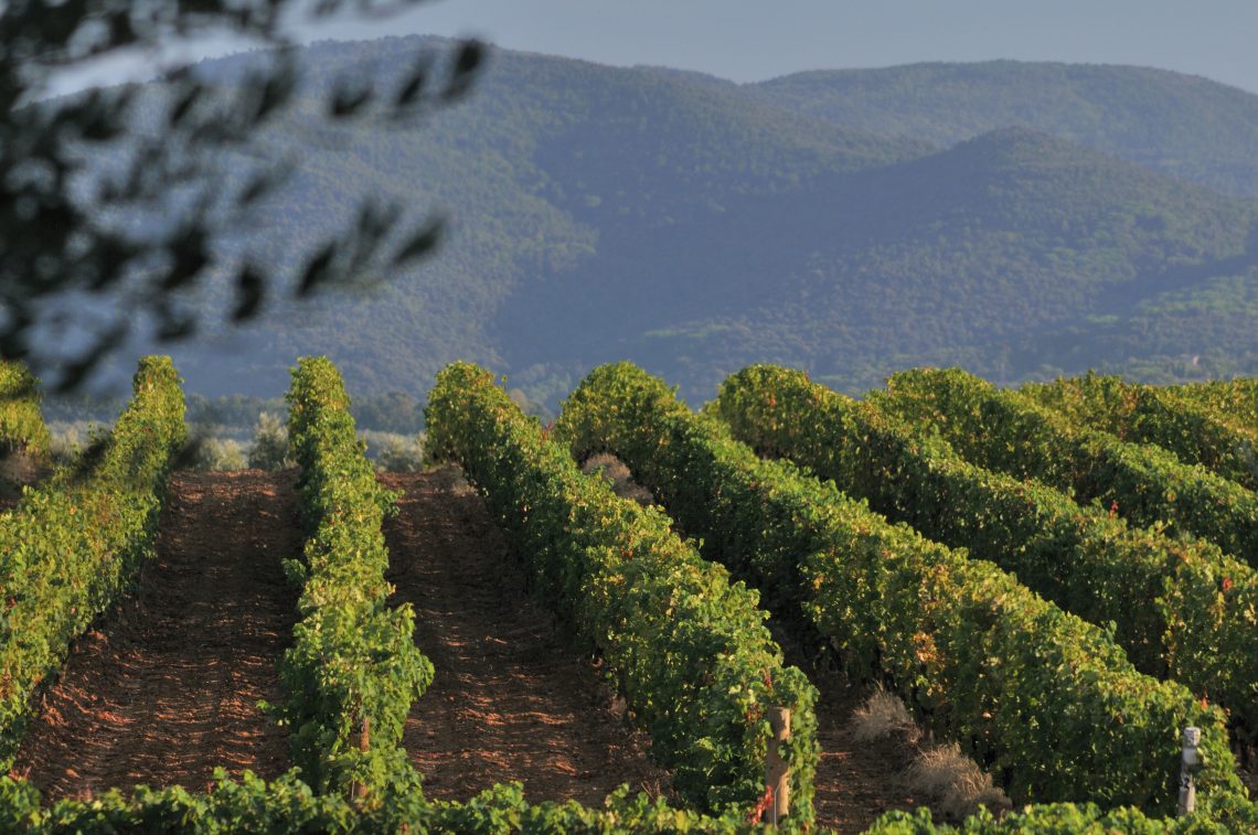 Sassicaia 2017 - Tenuta San Guido