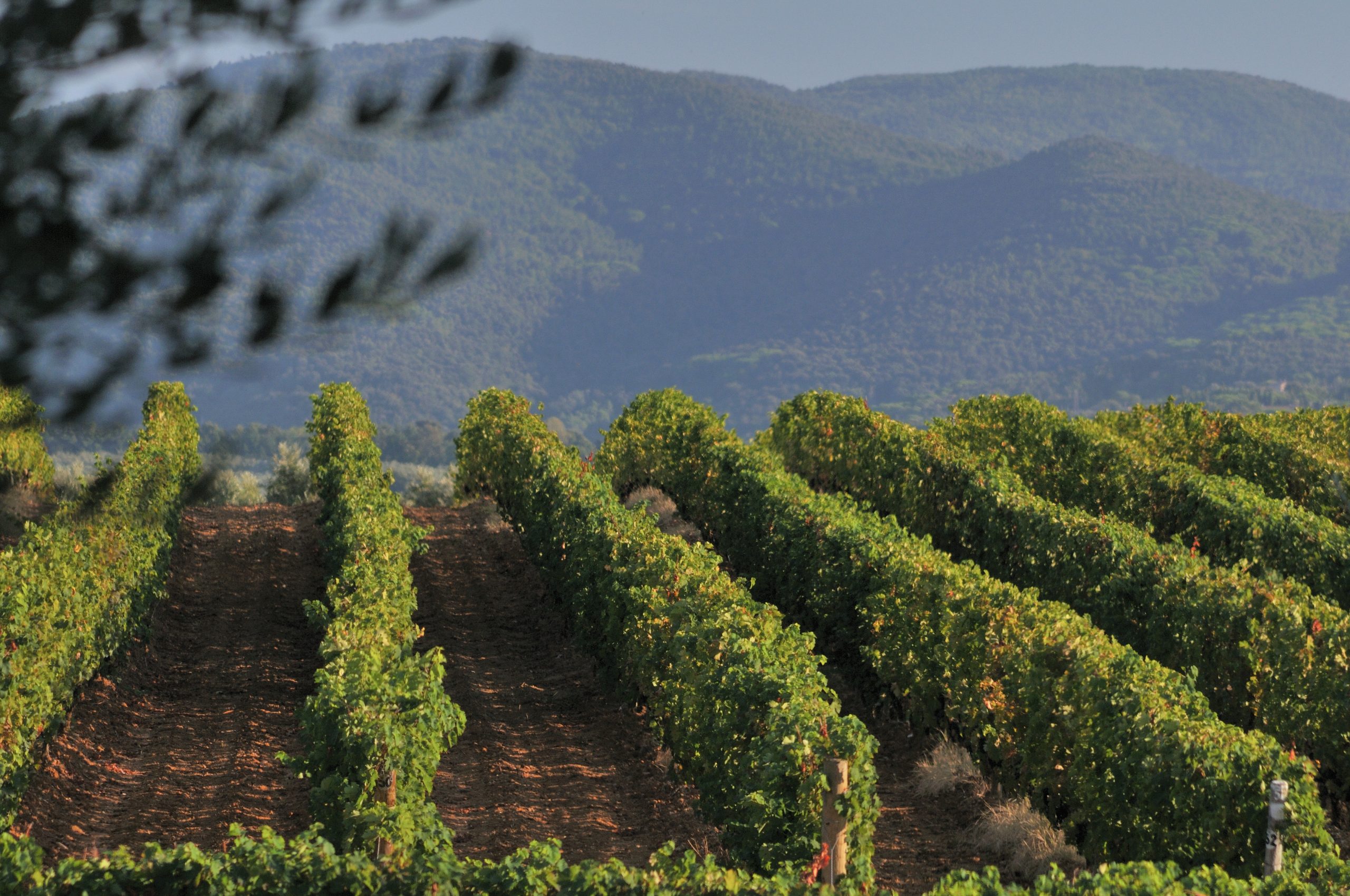 Sassicaia 2017 - Tenuta San Guido