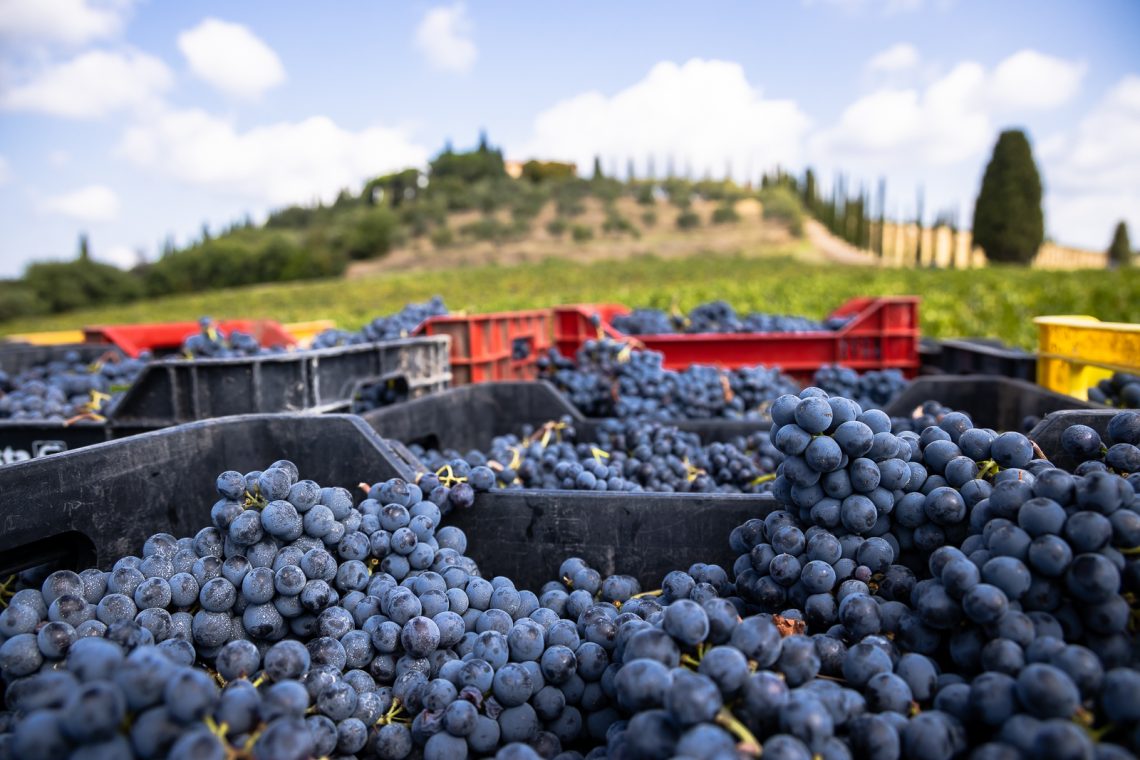 Rosso di Montalcino 2019 - Argiano