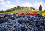 Rosso di Montalcino 2019 - Argiano