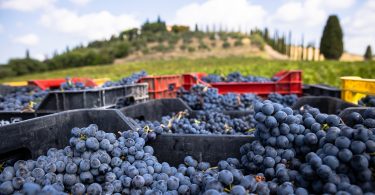 Rosso di Montalcino 2019 - Argiano