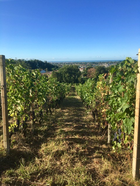 Lunaris 2019 - Cantine Bondonor