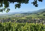 AOC Riesling 2018 Vieilles Vignes - Sipp Mack