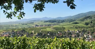 AOC Riesling 2018 Vieilles Vignes - Sipp Mack