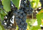Poggio all'Oro Riserva 2013 - Banfi