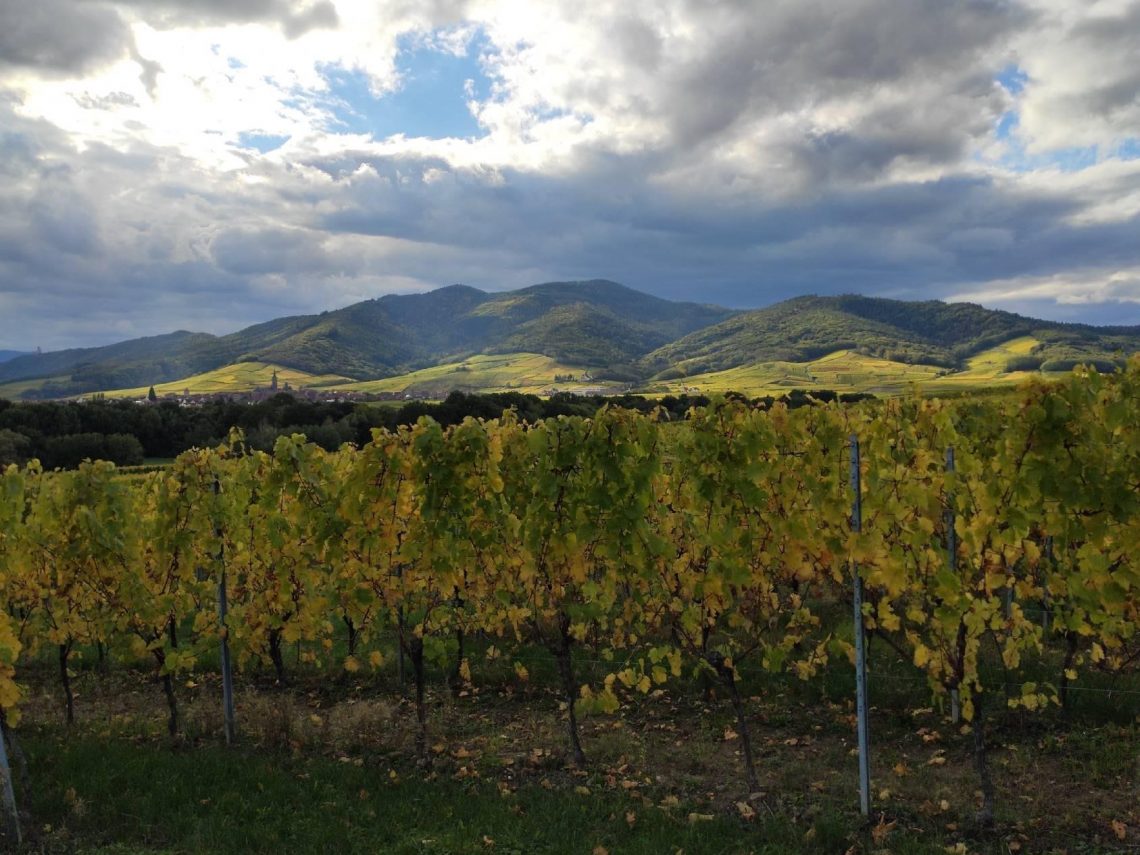 AOC Pinot Noir 2018 - Maison Pettermann