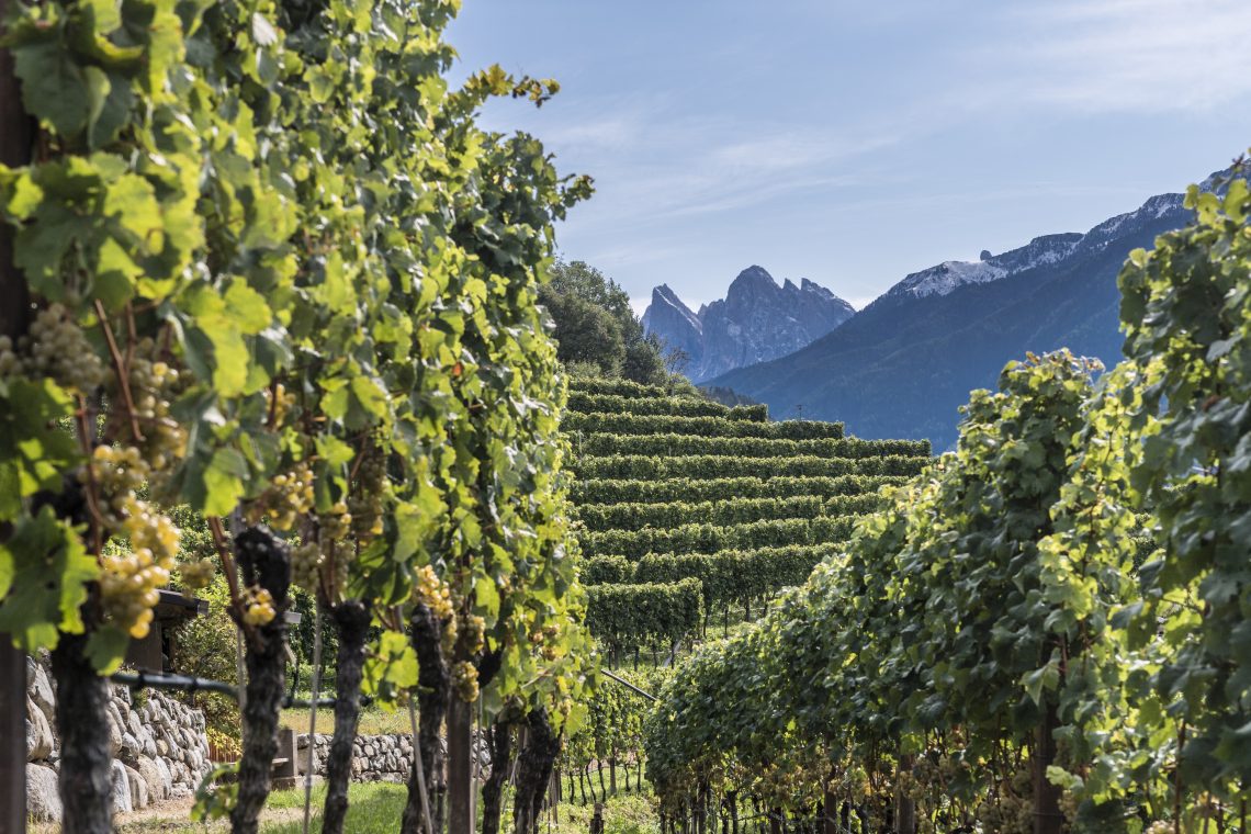 Aristos Grüner Veltliner 2018 - Cantina Valle Isarco