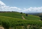 Grechetto 2018 - Castello di Corbara
