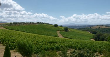 Grechetto 2018 - Castello di Corbara