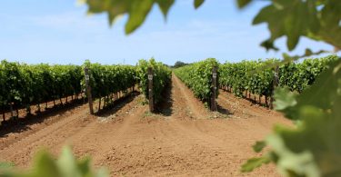 Papeo 2017 - Terre del Marchesato