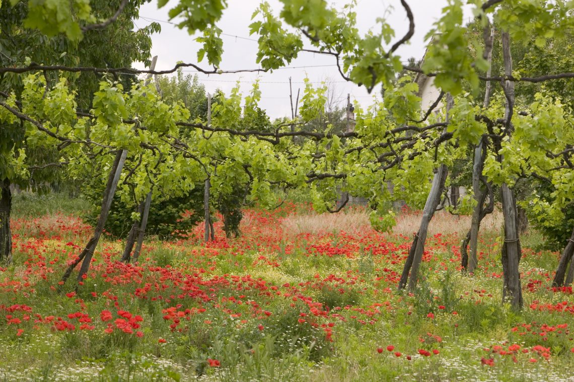 Taurasi 2014 - Feudi di San Gregorio