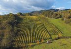 Greco di Tufo 2018 - Terre D'Aione