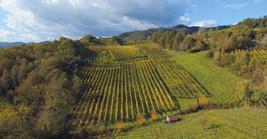 Greco di Tufo 2018 - Terre D'Aione