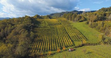 Greco di Tufo 2018 - Terre D'Aione