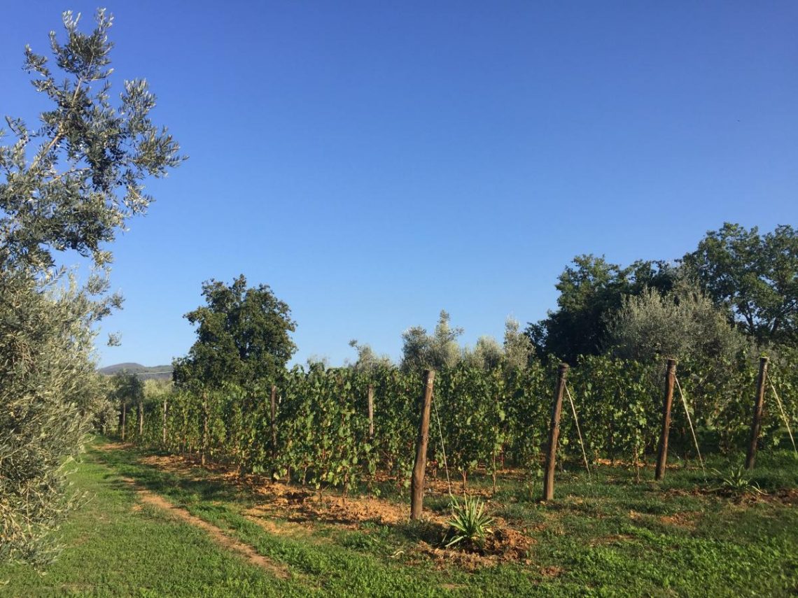 Agapanto 2017 - Podere Conca